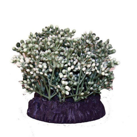 Elatnceorientris Green and White 8cm