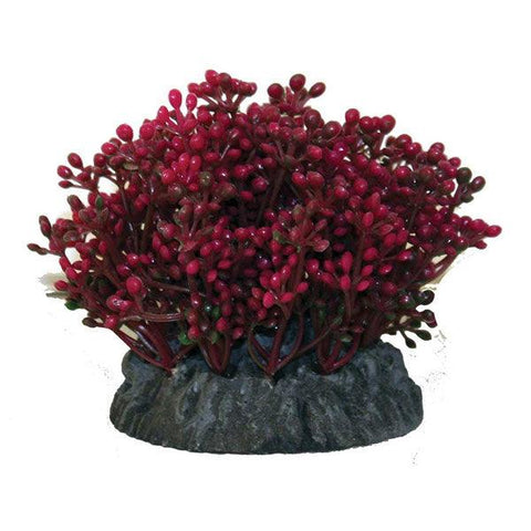 Elatnceorientris Purple 9cm