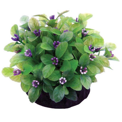 Ludwigia Green 7x7x8cm