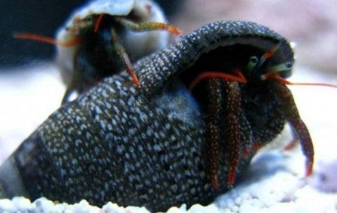 Dwarf Hermit Crabs