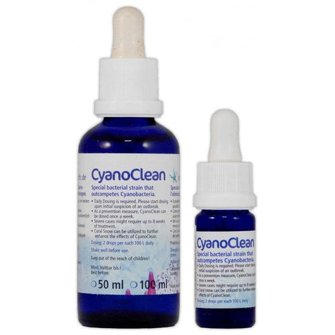 Korallen zucht cyano clean