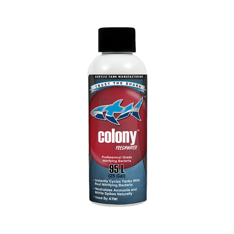 Colony Nitrifying Bacteria Freshwater