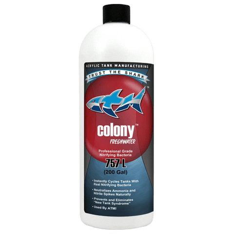 Colony Nitrifying Bacteria Freshwater