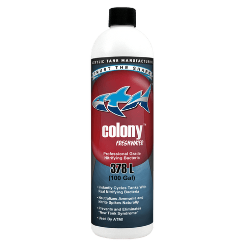 Colony Nitrifying Bacteria Freshwater