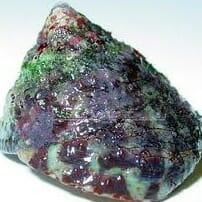 Black Footed Trochus Snails