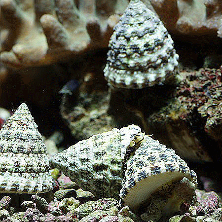 Turbo Snails