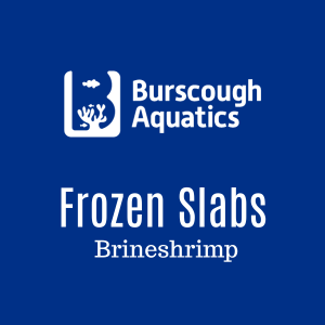 Brineshrimp - Frozen Slabs