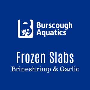 Brineshrimp & Garlic - Frozen Slabs