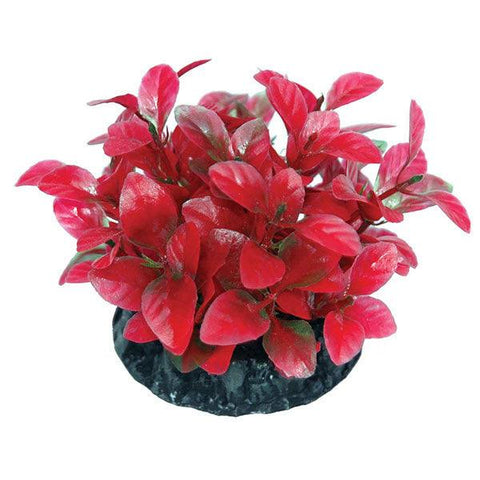 Ludwigia Red 7x7x8cm